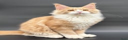 Maine Coon cats for sale: Beautiful Maine Coon Kitten - Champion Lines - Advert 3