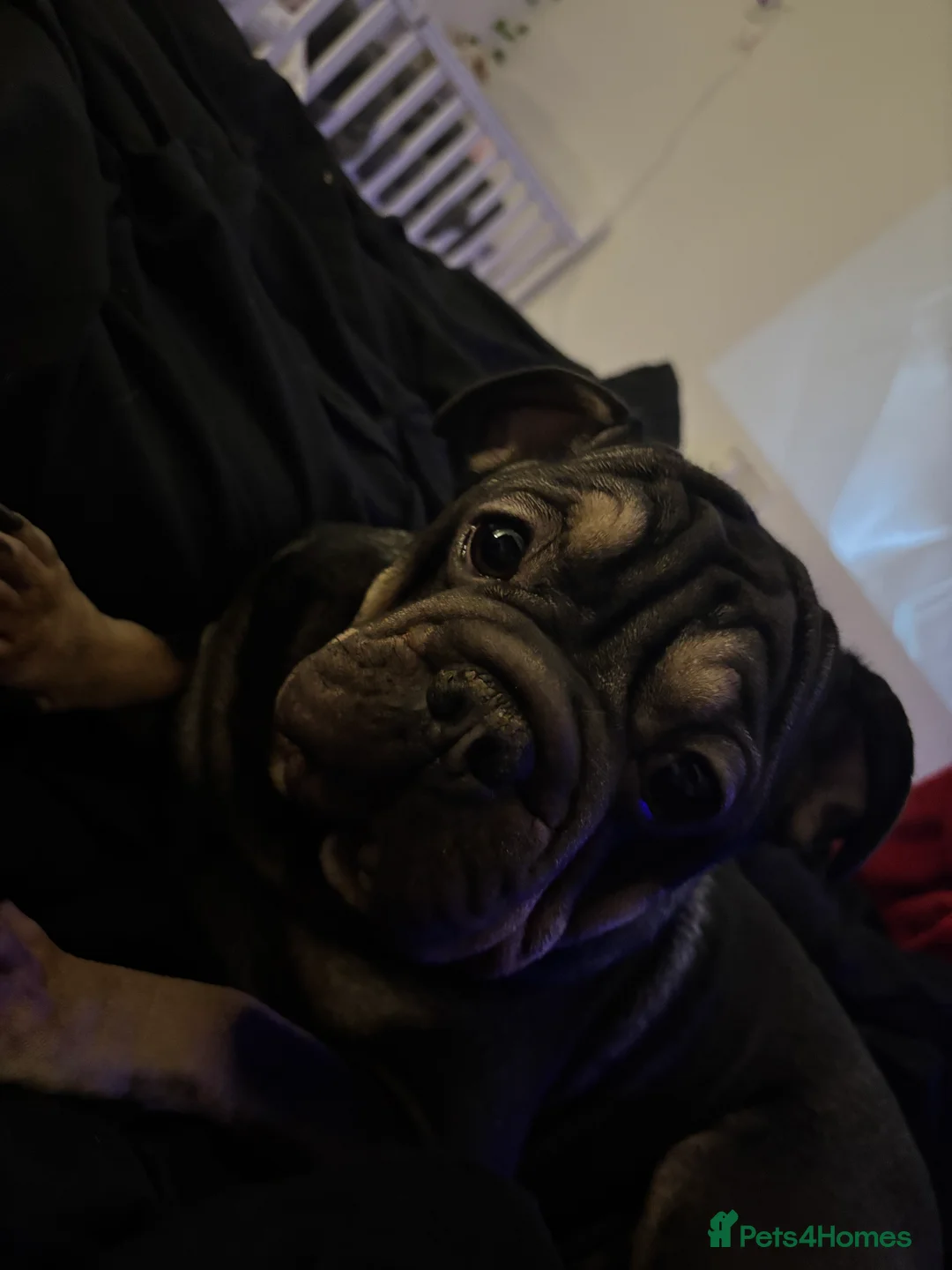 Mixed Breed dogs for sale: 2 year old Vinny  - Advert 3