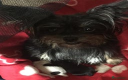 Mixed Breed dogs for sale: Beautiful 8 week old Chug x Papillion Boy & Girl  - Image 6