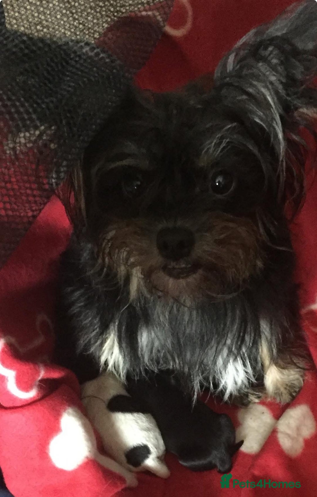 Mixed Breed dogs for sale: Beautiful 8 week old Chug x Papillion Boy & Girl  - Image 6