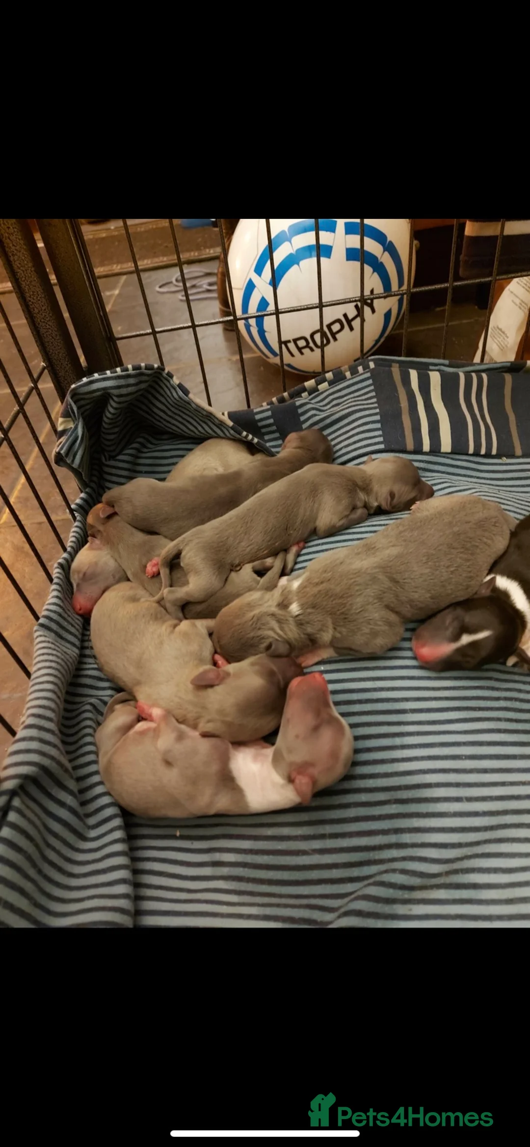 Whippet dogs for stud: Whippet stud dog in Somerton - Advert 11