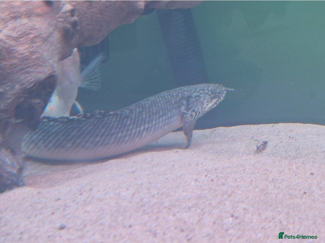 Other/Mixed Breed fish for sale: Catfish,oscars and bichir large sizes - Advert 7