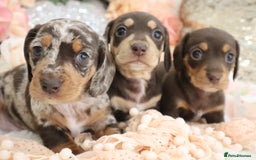 Miniature Dachshund dogs for sale: KC Registered Miniature Dachshund Puppies - Image 10