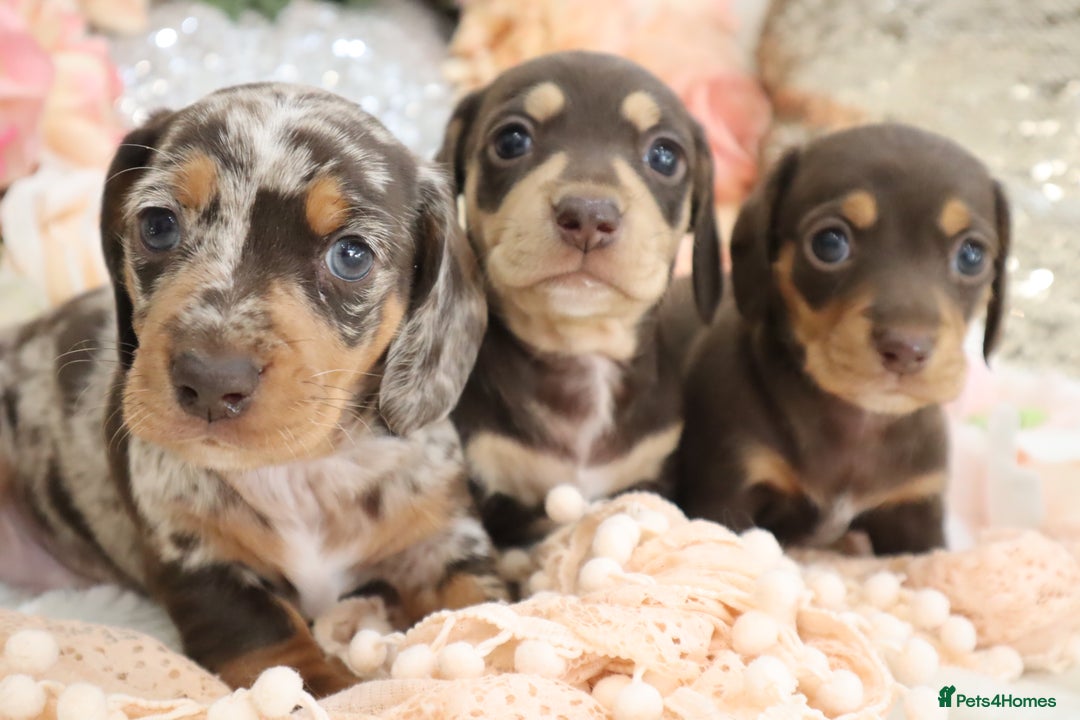 Miniature Dachshund dogs for sale: KC Registered Miniature Dachshund Puppies - Image 10