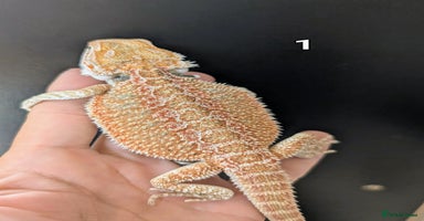 Bearded Dragon reptiles - Advert 10