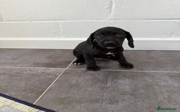 Mixed Breed dogs for sale: 6 beautiful jack russle cross cocker spaniels  - Image 25
