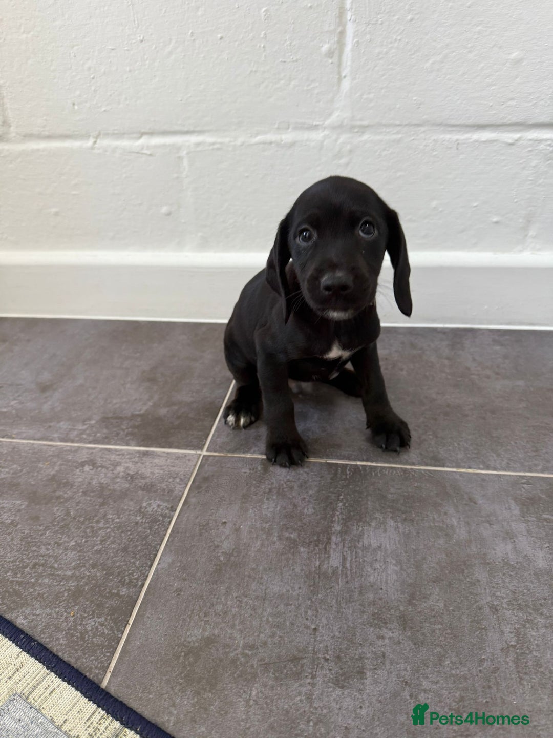 Mixed Breed dogs for sale: 6 beautiful jack russle cross cocker spaniels  - Image 25