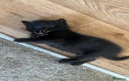 Mixed Breed cats for sale: Beautiful male kitten for new home - Image 8