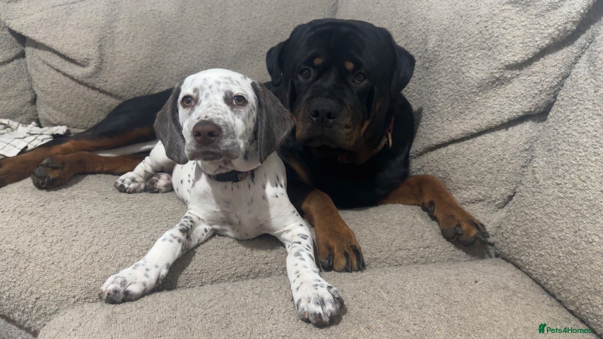 Mixed Breed dogs Rottweiler X Dalmatian spaniel  - Advert 4