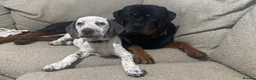 Mixed Breed dogs for sale: Rottweiler X Dalmatian spaniel  in Tonbridge - Advert 1