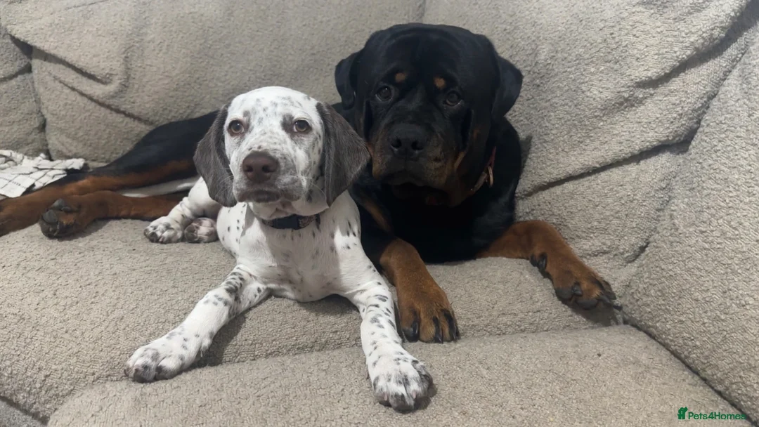 Mixed Breed dogs for sale: Rottweiler X Dalmatian spaniel  in Tonbridge - Advert 1