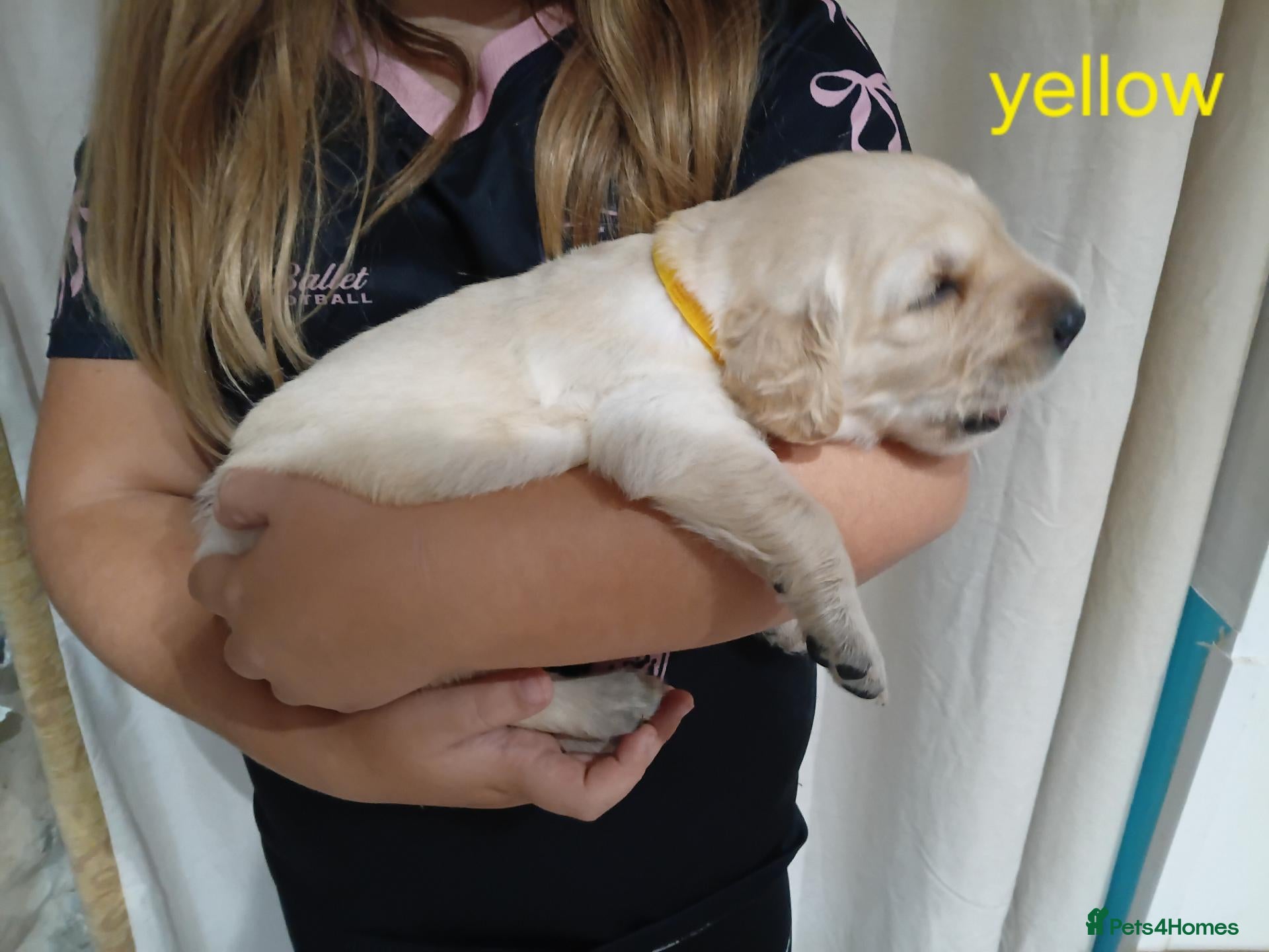 Golden Retriever dogs PEDIGREE GOLDEN RETRIEVERS  - Advert 2