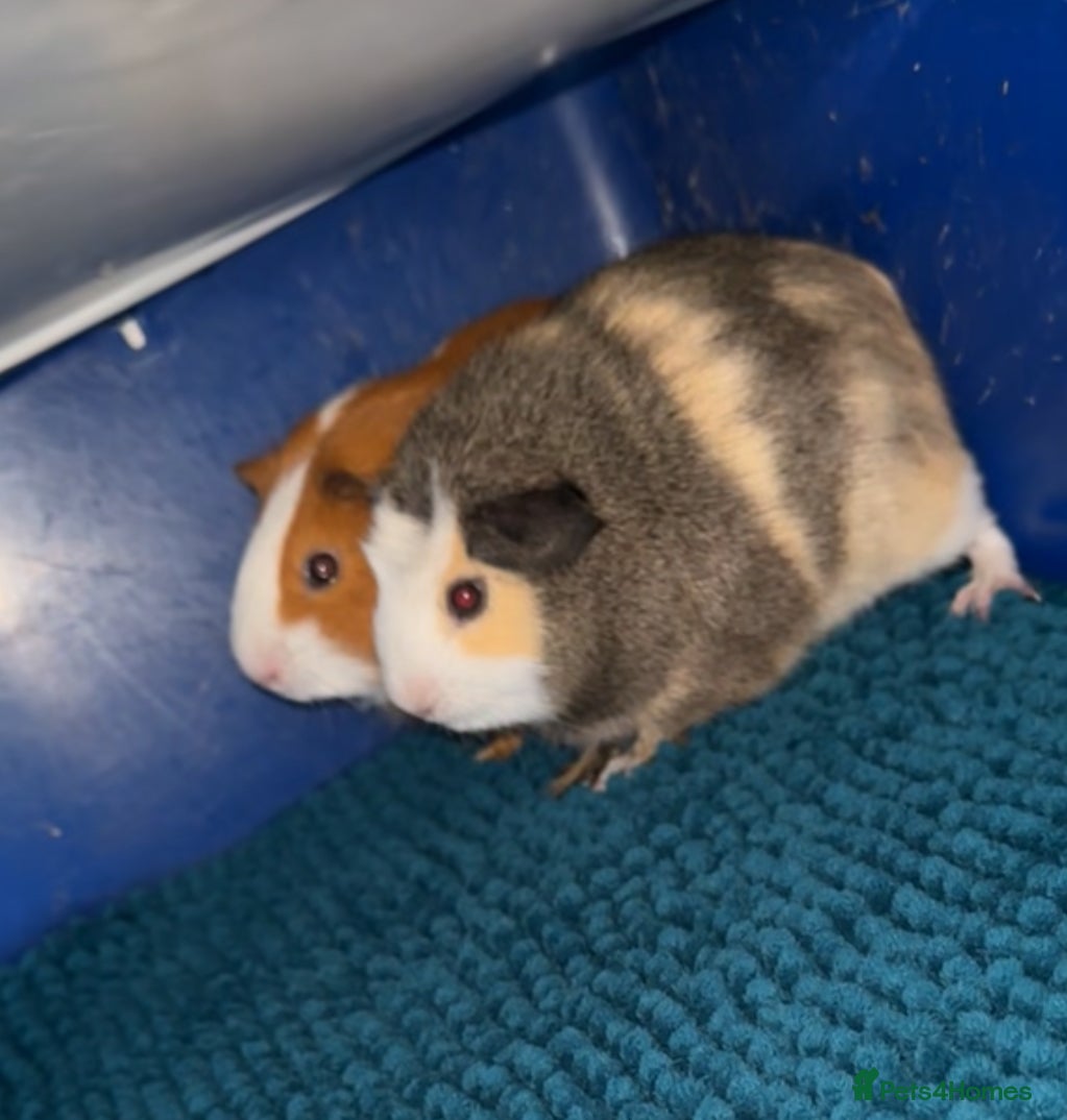 Mini Lop rabbits Bonded boy guinea pigs  - Advert 15