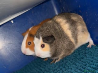 Mini Lop rabbits Bonded boy guinea pigs - Advert 10