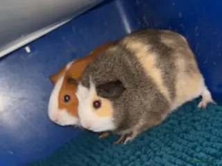 Mini Lop rabbits Bonded boy guinea pigs - Advert 13