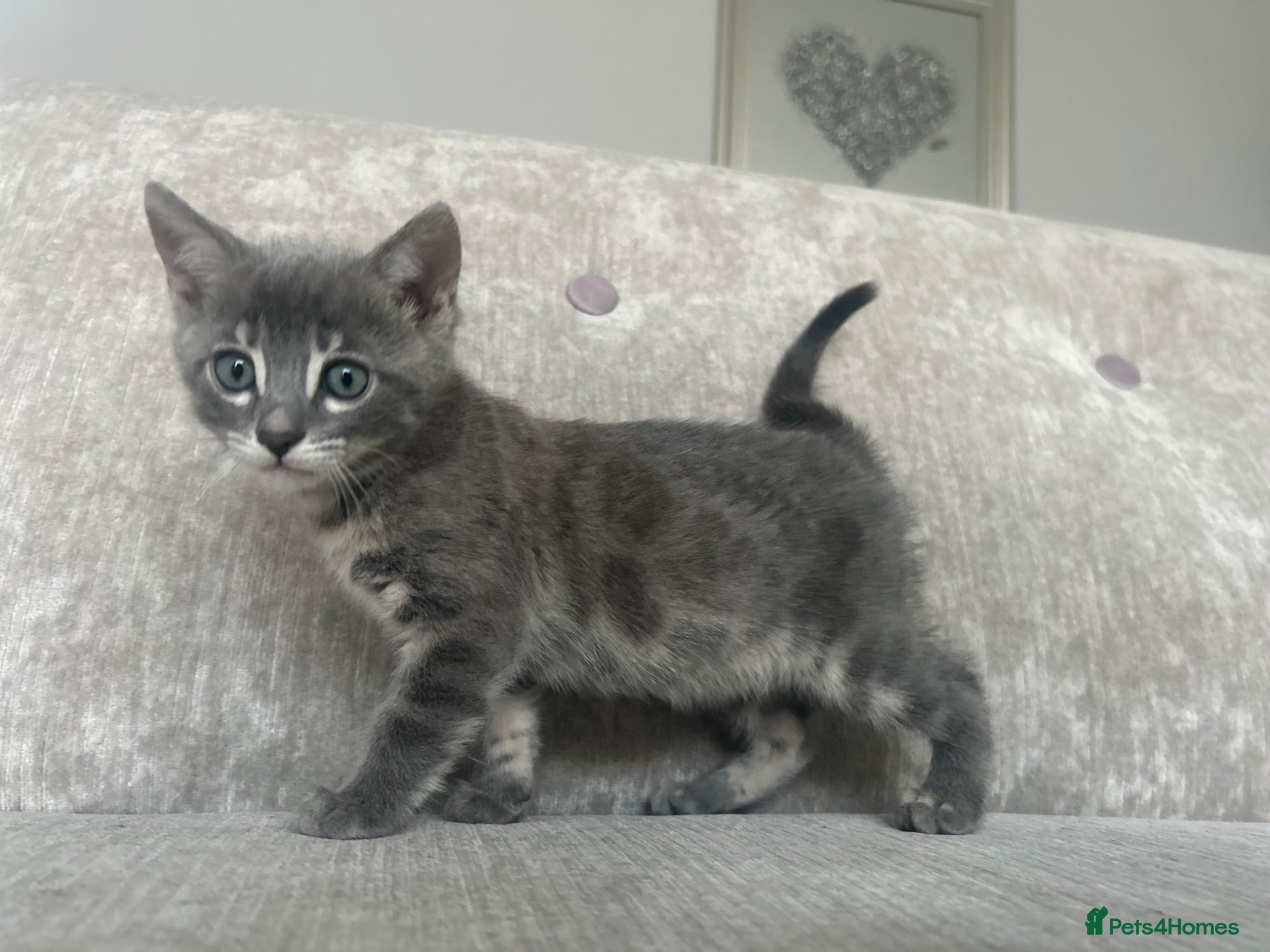 Bengal cats 3 Female Blue TICA Registered Bengal kittens  - Advert 2