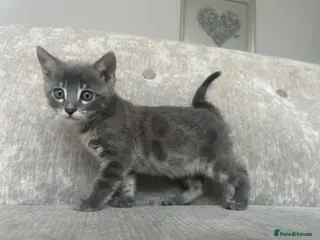Bengal cats 3 Female Blue TICA Registered Bengal kittens - Advert 2