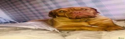 Dogue De Bordeaux dogs for sale: Quality Dogue De Bordeaux puppy’s  - Advert 23