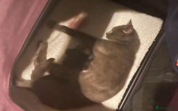 Russian Blue cats for sale: Russian blue mix  - Image 14