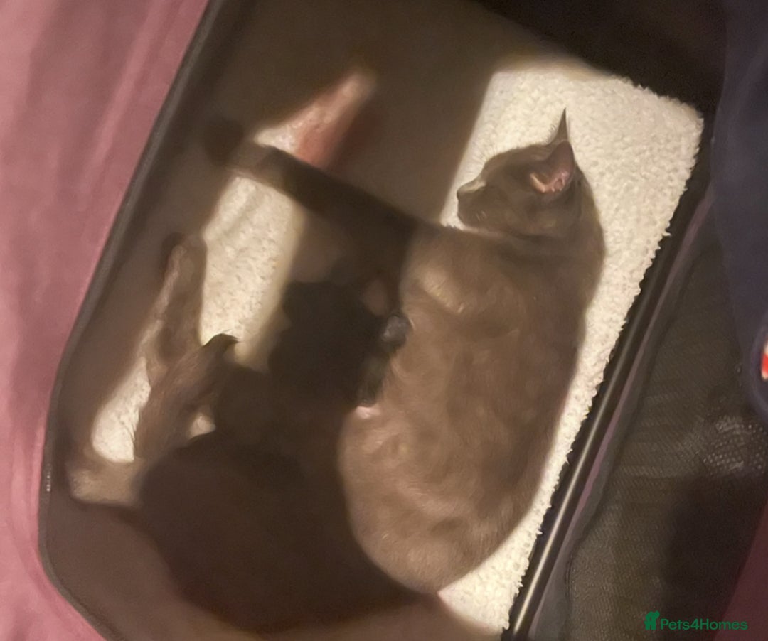 Russian Blue cats for sale: Russian blue mix  - Image 14