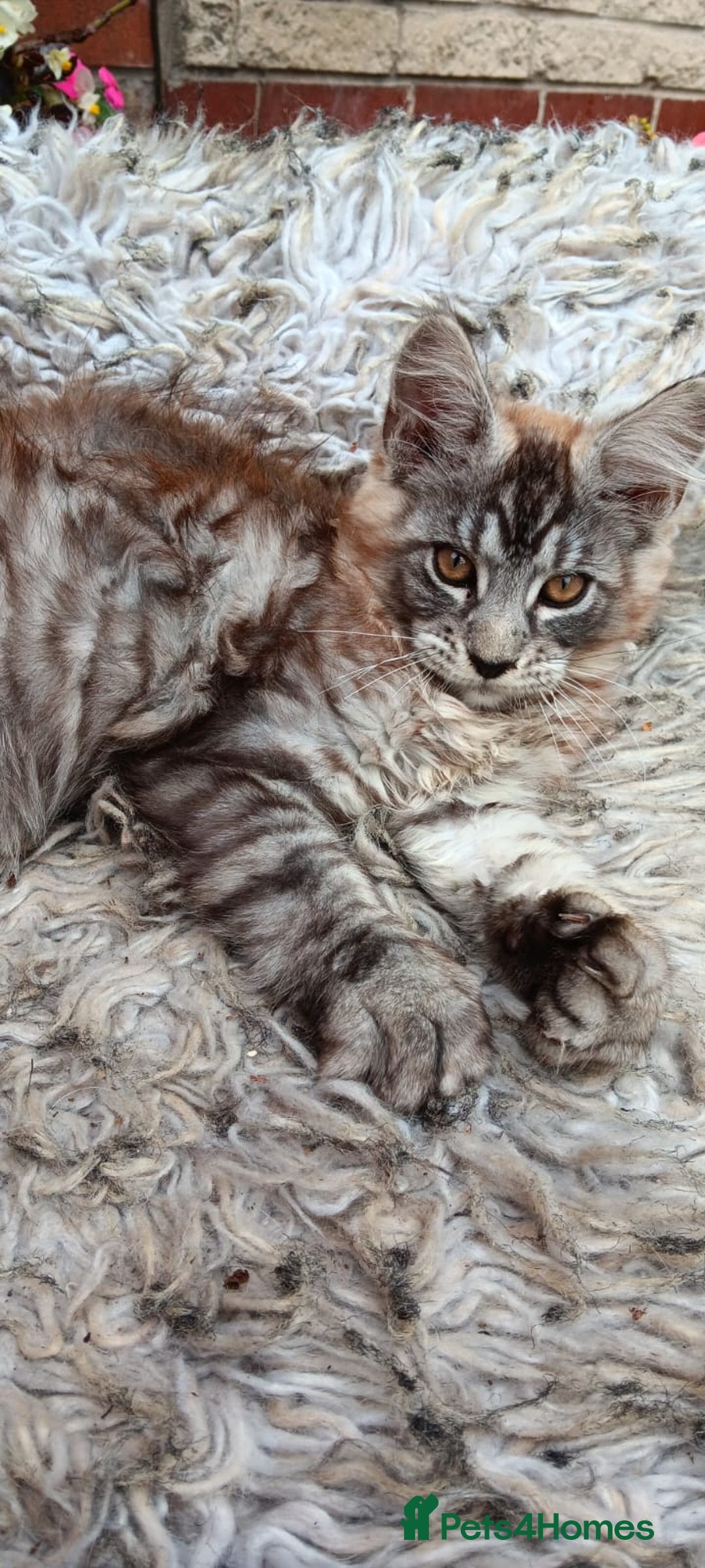 Maine Coon cats for sale: Adorable Kitten Looking for a Forever Home! 🏡 - Image 3
