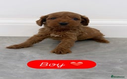 Cockapoo dogs for sale: Cockapoo puppies looking for homes 🏠  - Image 8