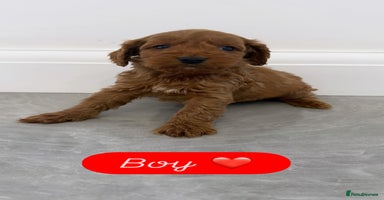 Cockapoo dogs - Advert 9