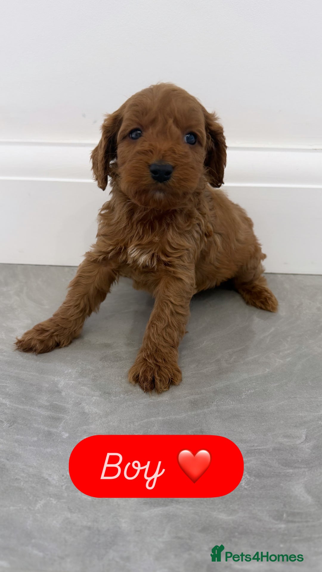 Cockapoo dogs for sale: Cockapoo puppies looking for homes 🏠  - Image 8