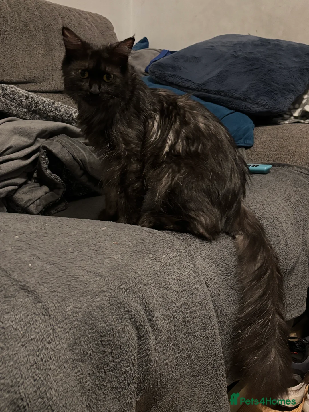 Ragcoon cats for sale: Beautiful Ragcoons in Ringwood - Advert 3