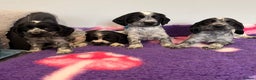 Cocker Spaniel dogs for sale: Stunning cocker spaniel pups  - Advert 5