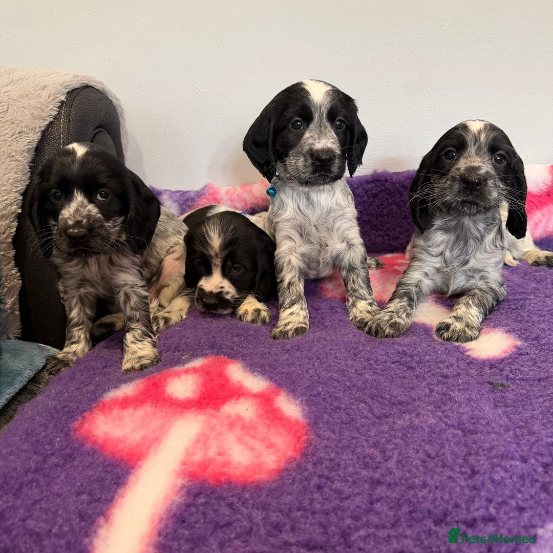 Cocker Spaniel dogs for sale: Stunning cocker spaniel pups  - Advert 5