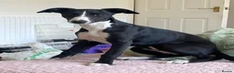 Whippet dogs for sale: Beautiful whippet girl - Advert 7