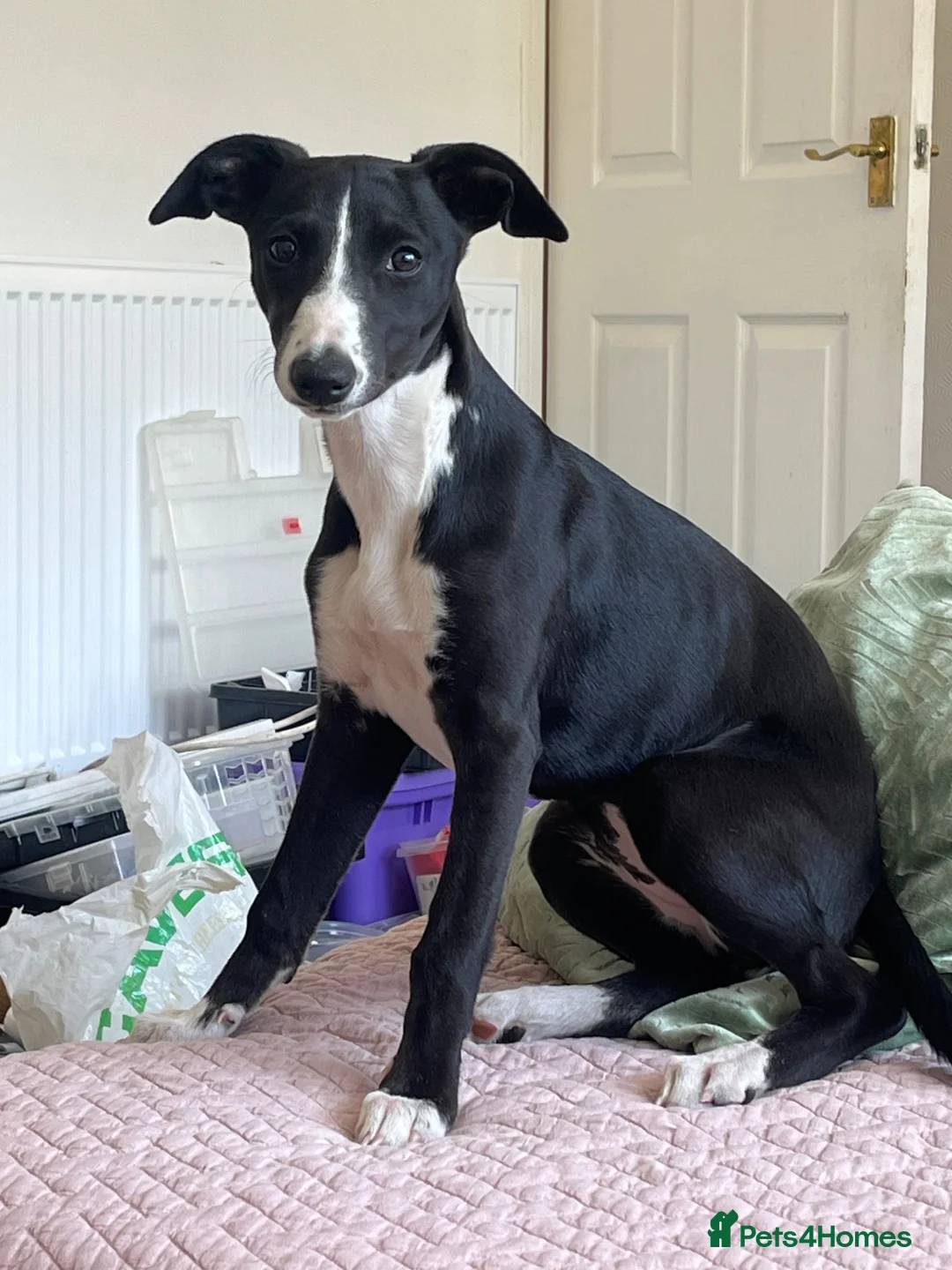 Whippet dogs for sale: Beautiful whippet girl - Advert 7
