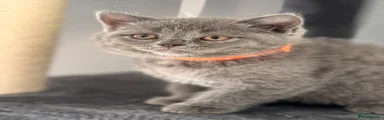 British Shorthair 3