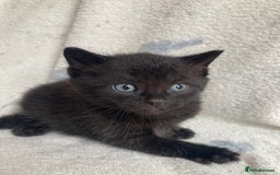 Maine Coon cats for sale: Main coon x  - Image 15