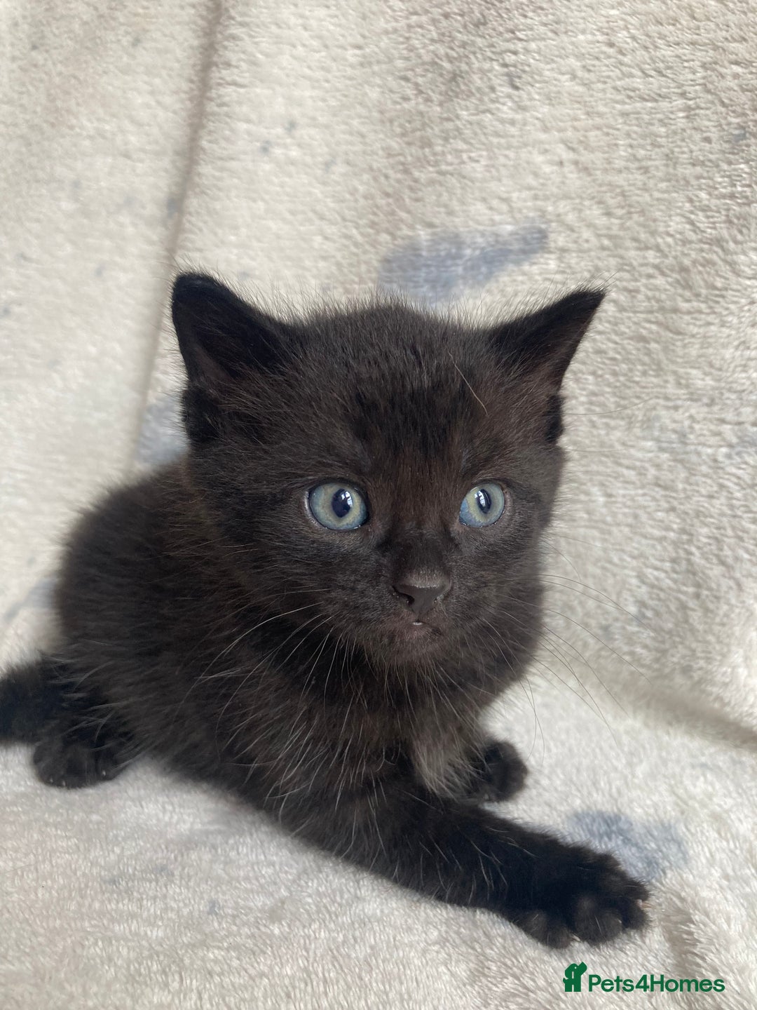 Maine Coon cats for sale: Main coon x  - Image 15