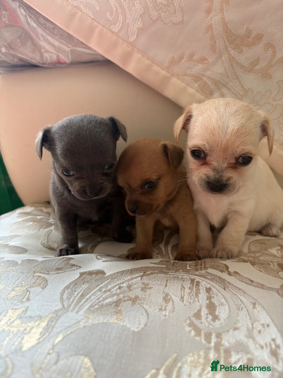 Chihuahua dogs for sale: Chihuahua puppies for sale - Advert 2