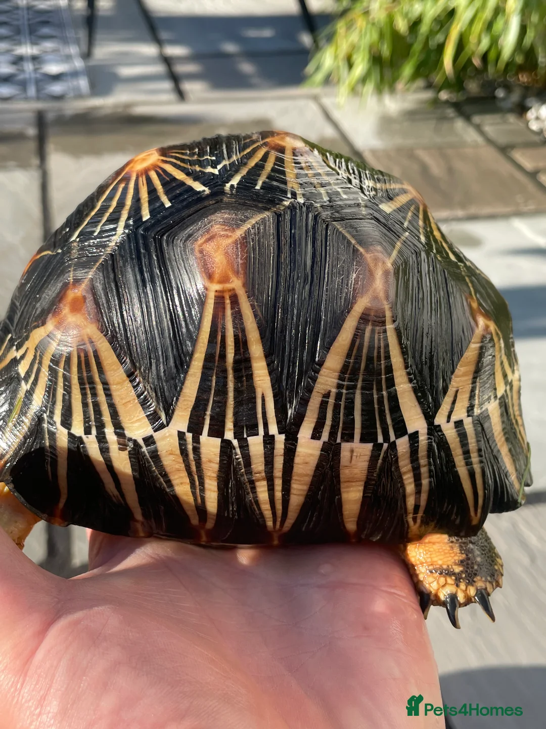 Tortoise reptiles for sale: Pair of Radiateds Tortoises - Advert 3