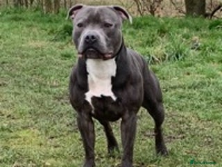 Staffordshire Bull Terrier dogs in Birmingham - Advert 31