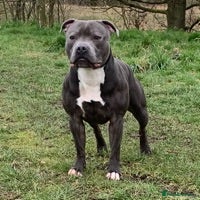 Staffordshire Bull Terrier dogs for stud: STUD DUTIES - Advert 1