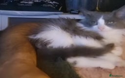 Ragdoll cats for sale: Ragdoll x - Image 5