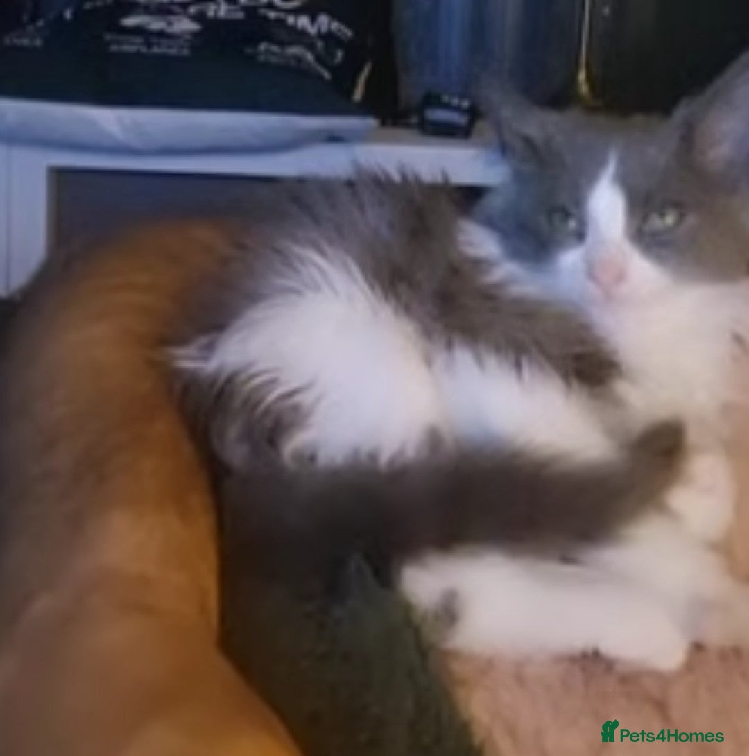 Ragdoll cats for sale: Ragdoll x - Image 5