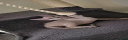 Sphynx cats for sale: SPHYNX ELF & PETERBALD KITTENS - Advert 5