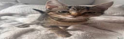 Mixed Breed cats for sale: tabby’s and tuxedo kittens - Advert 18