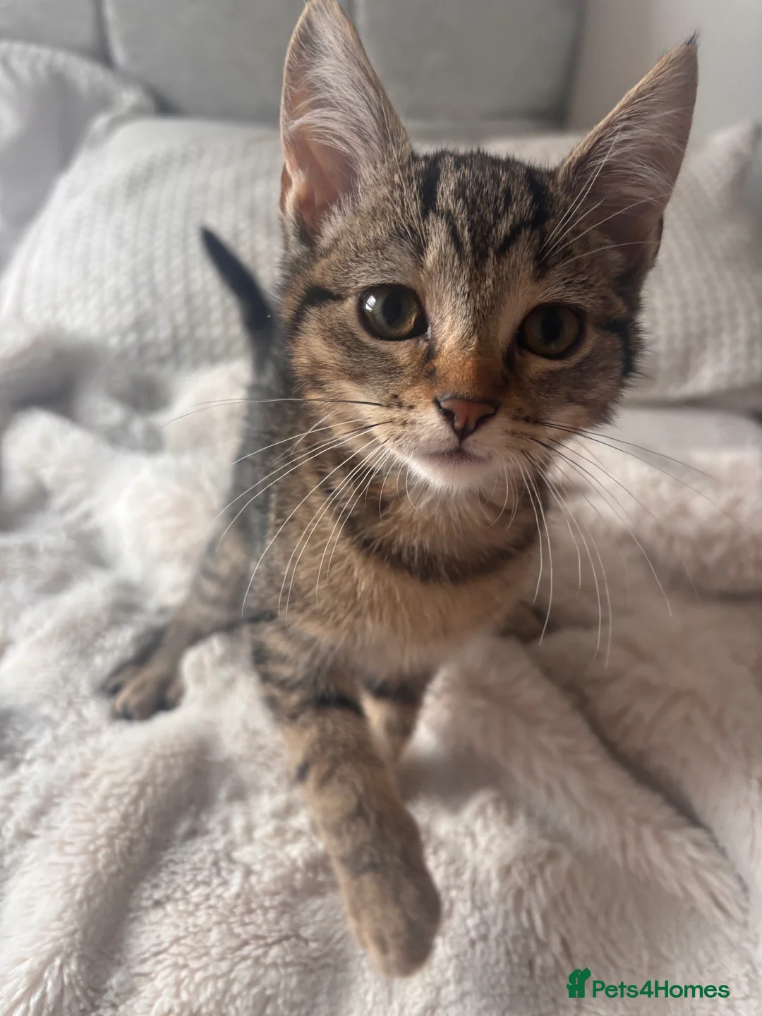Mixed Breed cats for sale: tabby’s and tuxedo kittens - Advert 18