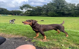 Mixed Breed dogs for sale: Pointer puppies  - Image 3