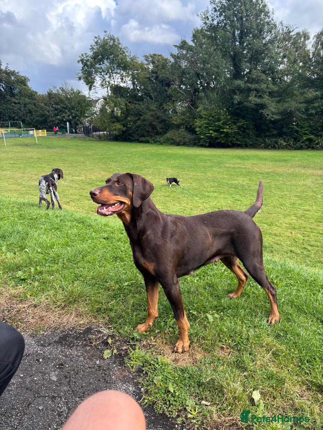 Mixed Breed dogs for sale: Pointer puppies  - Image 3