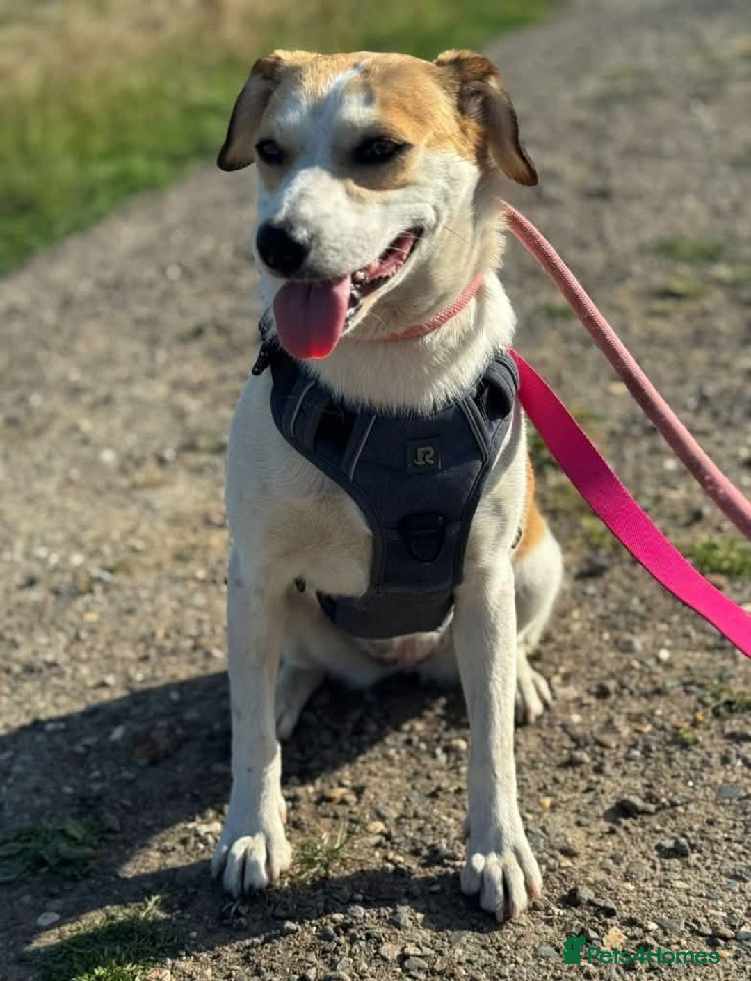 Mixed Breed dogs for adoption: Meet Bambi, currently residing in Essex  - Image 2