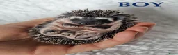 Pygmy Hedgehog rodents for sale: Pygmy hedgehogs, one boy two girls - Advert 10