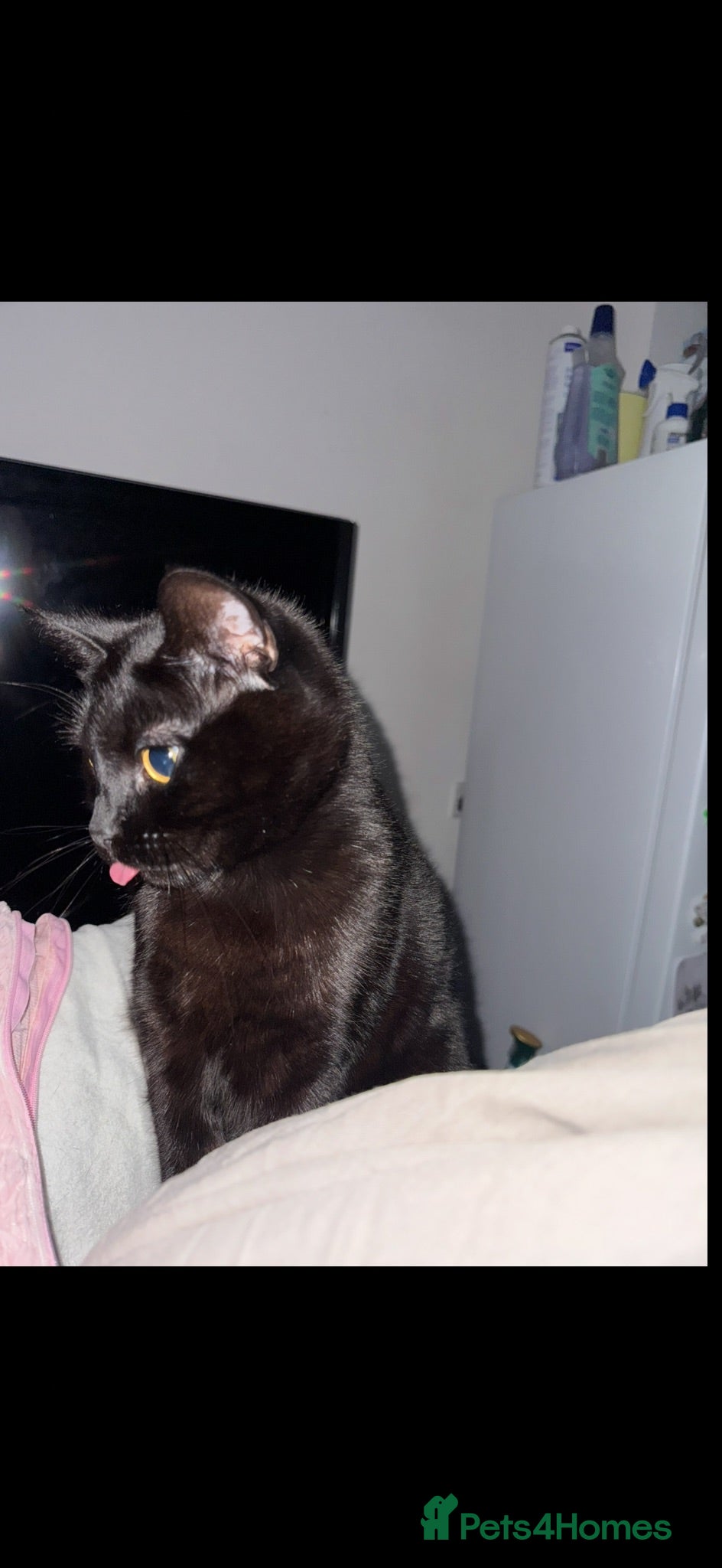 Mixed Breed cats Female Indoor Cat Loving Home Needed - Advert 2
